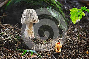 Amanita