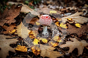 Amanita with a bright red hat in the forest.