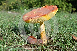 Amanita Caesarea