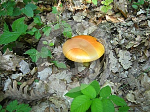 Amanita caesarea