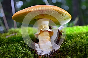 Amanita caesarea mushroom