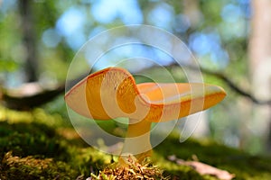 Amanita caesarea mushroom