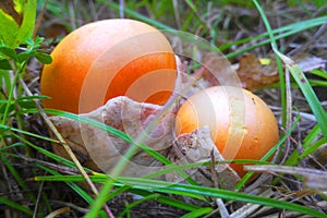 Amanita caesarea mushroom