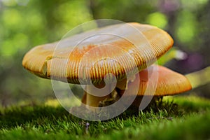 Amanita caesarea mushroom