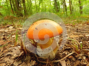 Amanita Caesarea Mushroom