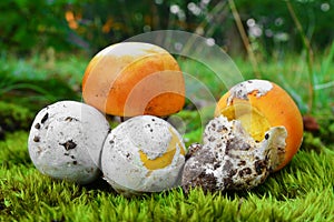 Amanita caesarea mushroom