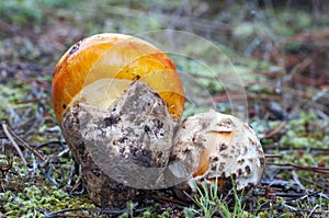 Amanita caesarea mushroom, cesar mushroom, delicatessen