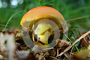 Amanita caesarea mushroom photo