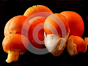 Amanita Caesarea Mushrooms