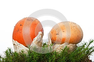 Amanita Caesarea mushrooms with moss