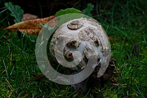 Amanita citrina in autumn forest close up