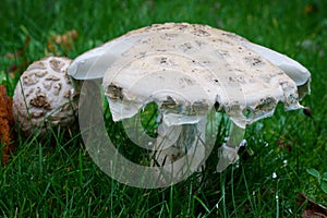 Amanita citrina in autumn forest close up photo