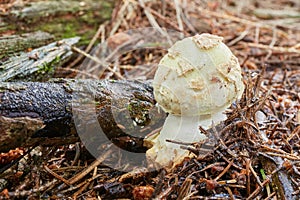 Amanita citrina.Fungus in the natural environment. photo