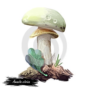 Amanita citrina or mappa, false death cap mushroom closeup digital art illustration. Boletus has white cap, stem and volva. photo