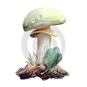 Amanita citrina or mappa, false death cap mushroom closeup digital art illustration. Boletus has white cap, stem and photo