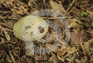 Amanita citrina mushroom in summer forest