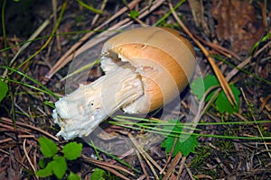 Amanita crocea, Amanita fulva mushroom in pine forest