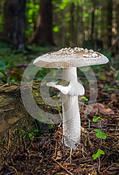 Amanita excelsa