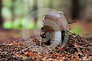 Amanita excelsa, The Grey Spotted Amanita, a edible mushroom