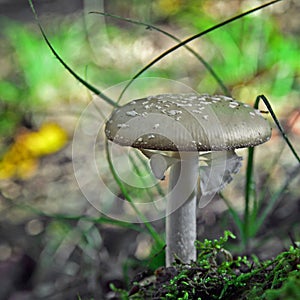 Amanita excelsa mushroom