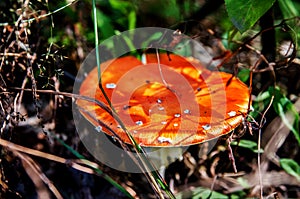 Amanita with a flat hat among the grass in the sun.