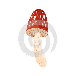 Amanita or fly agaric isolated on white background. Cute mushroom with red cape and spots. Hand drawn colored flat