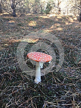 Amanita