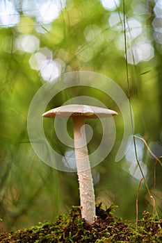 Amanita fulva mushroom