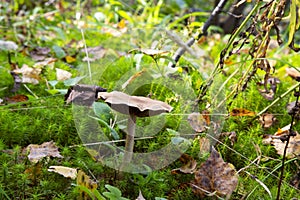 Amanita fulva mushroom, also known as the tawny grisette