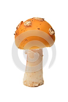 Amanita gemmata mushroom