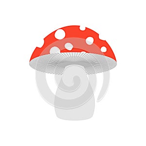 Amanita isolated. Poisonous Mushroom on white background.