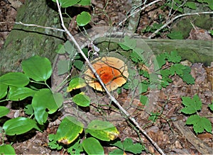 Amanita Jacksonii Mushroom on Forest Floor