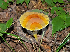 Amanita Jacksonii Mushroom on Forest Floor