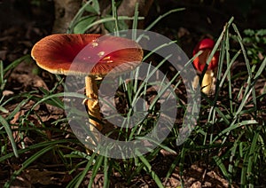 Amanita jacksonii mushroom growing in garden