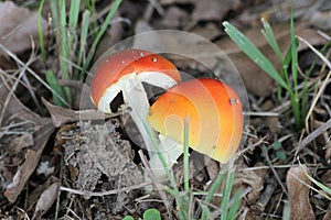 Amanita jacksonii Mushroom Split in Half