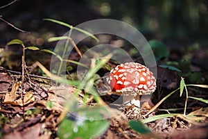 Amanita, lit by the sun, in the forest