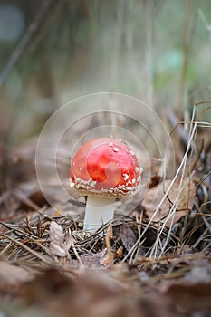 Amanita muscari, fly agaric beautiful red-headed hallucinogenic toxic mushroom