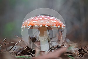 Amanita muscari, fly agaric beautiful red-headed hallucinogenic toxic mushroom