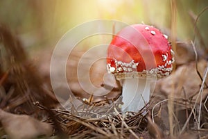 Amanita muscari, fly agaric beautiful red-headed hallucinogenic toxic mushroom