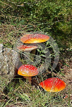 Amanita muscaria