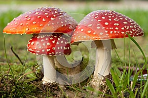 Amanita muscaria