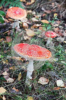 Amanita muscaria