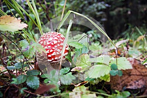 Amanita muscaria