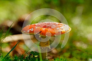 Amanita muscaria