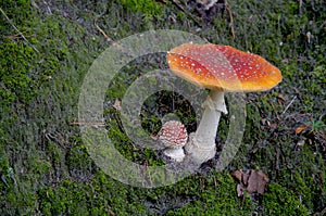 Amanita muscaria