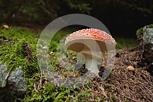 Amanita Muscaria