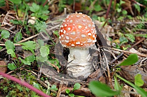 Amanita muscaria