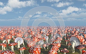 Amanita muscaria