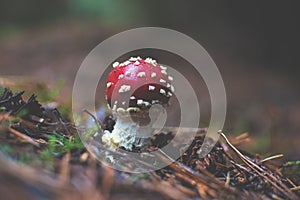 Amanita muscaria aka fly agaric, magic mushroom on a forest floor in autumn woodland