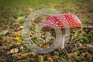 Amanita muscaria, also known as fly swatter or false oronja